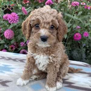 Violet, Cockapoo Puppy