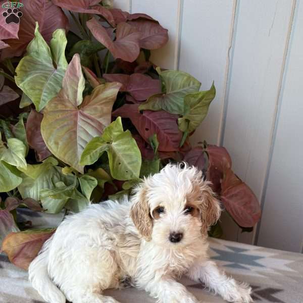 Buddy, Cockapoo Puppy