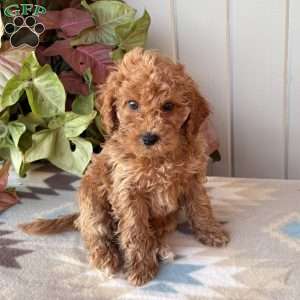 Ruby, Cockapoo Puppy