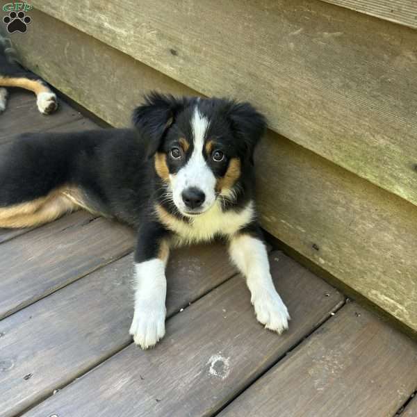 Skye, Miniature Australian Shepherd Puppy