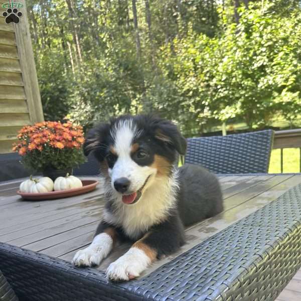 Sunny, Miniature Australian Shepherd Puppy