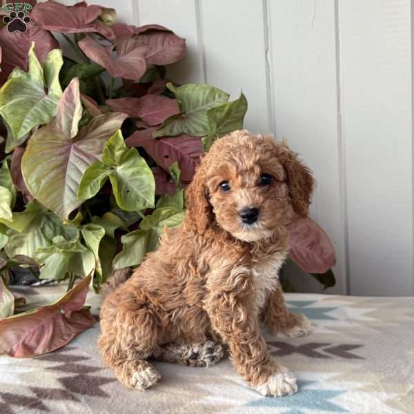 Violet, Cockapoo Puppy