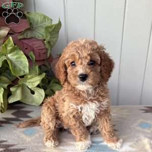 Violet, Cockapoo Puppy