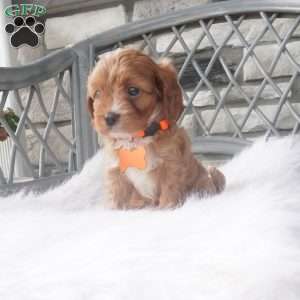 Candy, Cavapoo Puppy