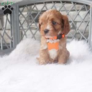 Candy, Cavapoo Puppy