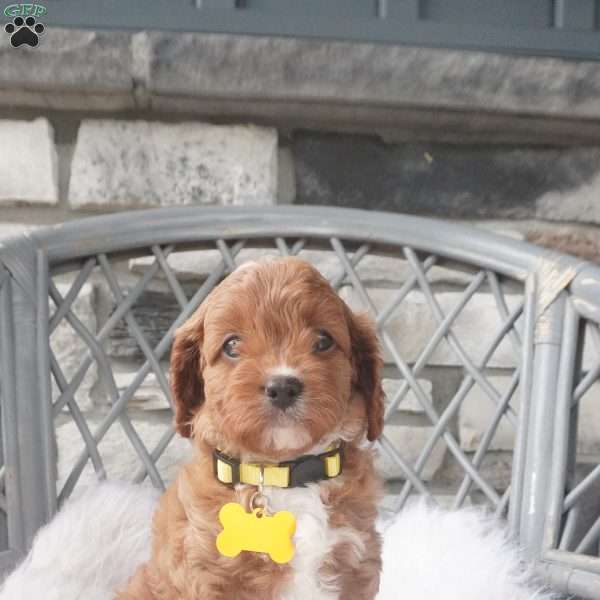 Caprice, Cavapoo Puppy
