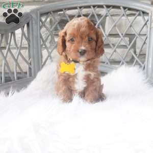 Caprice, Cavapoo Puppy