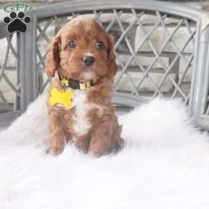 Caprice, Cavapoo Puppy