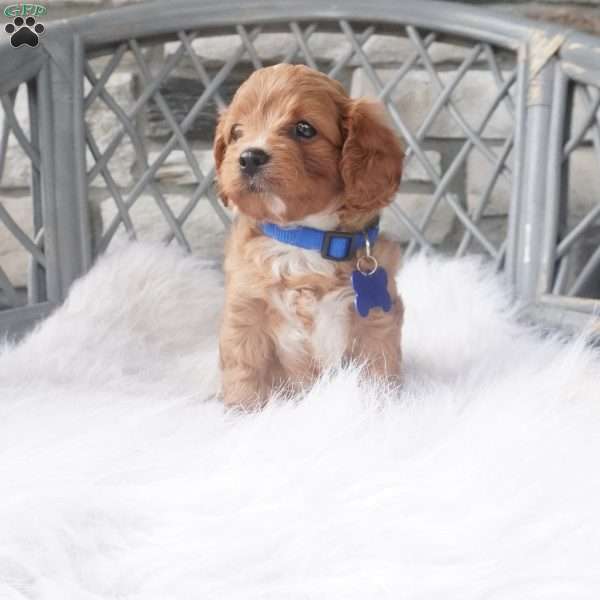 Callan, Cavapoo Puppy
