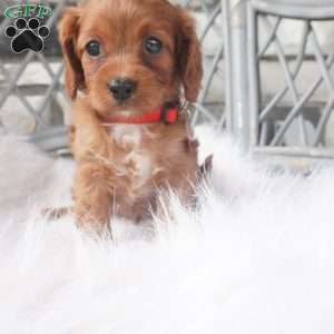 Caroline, Cavapoo Puppy