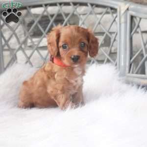 Caroline, Cavapoo Puppy