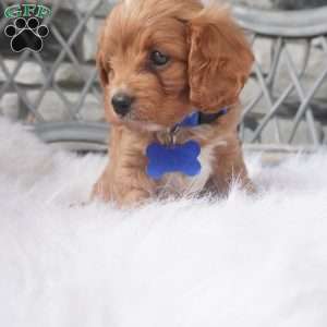 Callan, Cavapoo Puppy