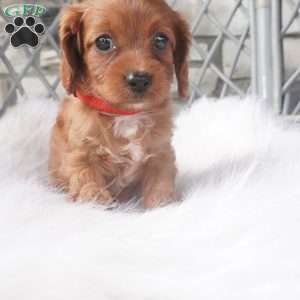 Caroline, Cavapoo Puppy