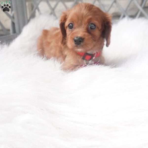 Caroline, Cavapoo Puppy