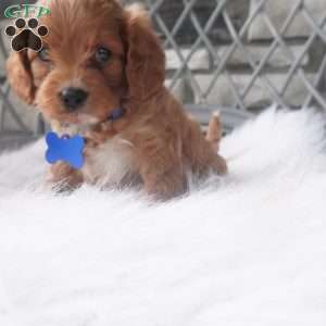 Callan, Cavapoo Puppy
