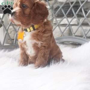 Caprice, Cavapoo Puppy