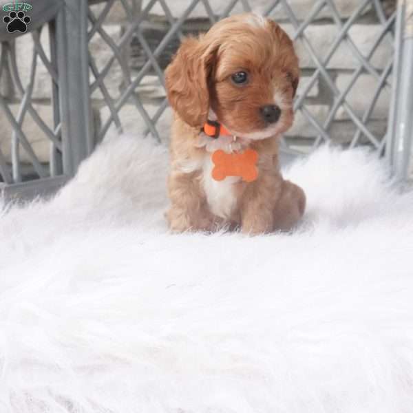 Candy, Cavapoo Puppy