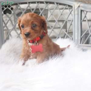 Caroline, Cavapoo Puppy