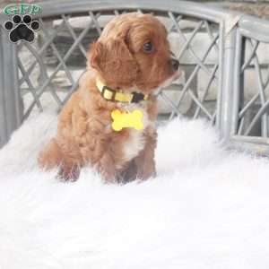 Caprice, Cavapoo Puppy