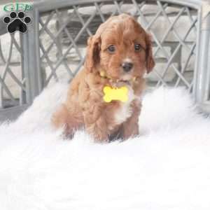 Caprice, Cavapoo Puppy