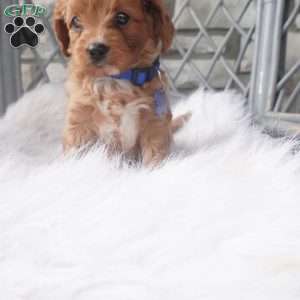 Callan, Cavapoo Puppy