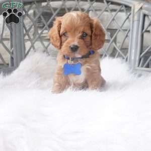 Callan, Cavapoo Puppy