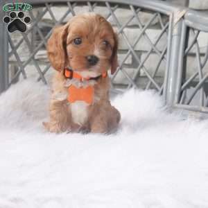 Candy, Cavapoo Puppy