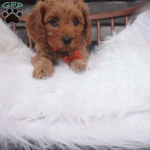 Susie, Cavapoo Puppy