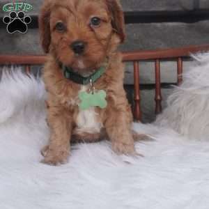 Ollie, Cavapoo Puppy