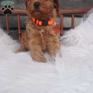 Susie, Cavapoo Puppy