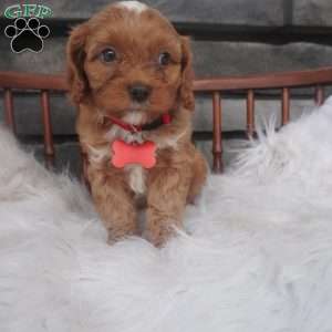 Lorry, Cavapoo Puppy