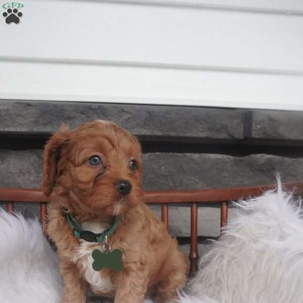 Ollie, Cavapoo Puppy