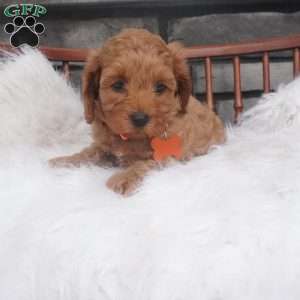 Susie, Cavapoo Puppy