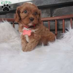 Lorry, Cavapoo Puppy