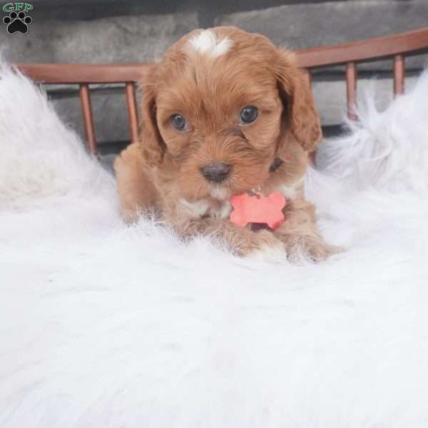 Lorry, Cavapoo Puppy