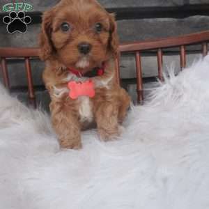 Lorry, Cavapoo Puppy