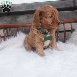 Ollie, Cavapoo Puppy
