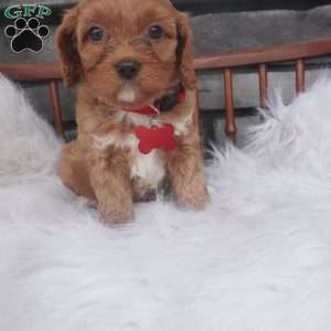 Lorry, Cavapoo Puppy