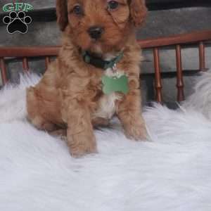 Ollie, Cavapoo Puppy