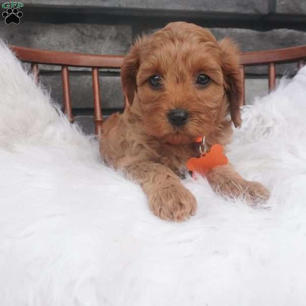 Susie, Cavapoo Puppy