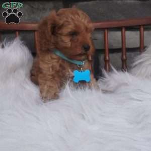 Rocky, Cavapoo Puppy
