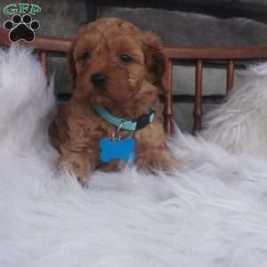 Rocky, Cavapoo Puppy