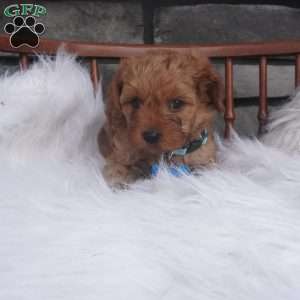 Rocky, Cavapoo Puppy