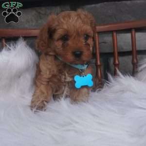 Rocky, Cavapoo Puppy