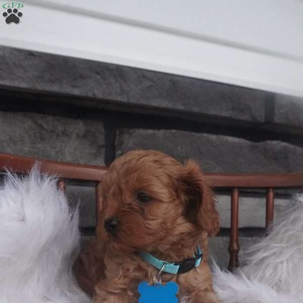 Rocky, Cavapoo Puppy