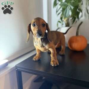 Frankie, Dachshund Puppy