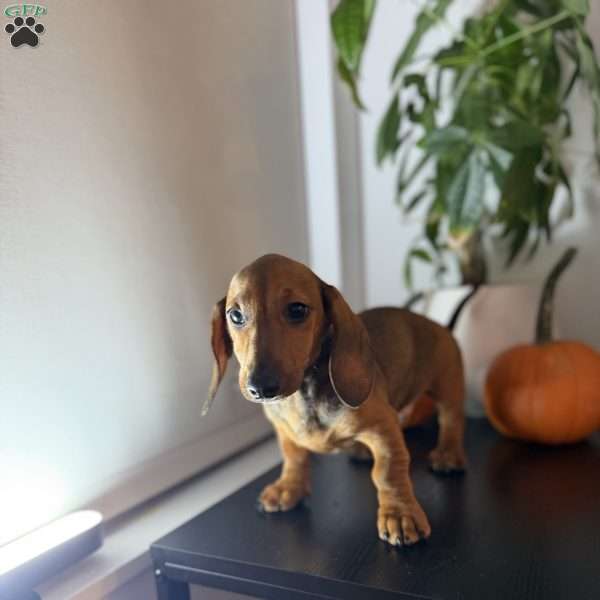 Frankie, Dachshund Puppy