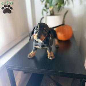 Poppy, Dachshund Puppy