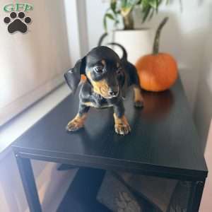 Poppy, Dachshund Puppy