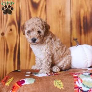 Cece, Mini Goldendoodle Puppy